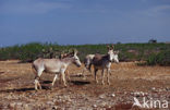 Donkey (Equus asinus)