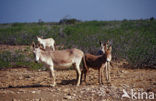 Donkey (Equus asinus)