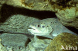 Brown Trout (Salmo trutta fario)