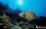 French Angelfish (Pomacanthus paru)