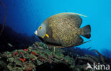 French Angelfish (Pomacanthus paru)