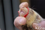 Ferret (Mustela putorius furo)