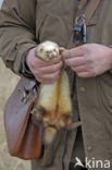 Ferret (Mustela putorius furo)