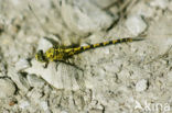 Gaffellibel (Ophiogomphus cecilia)