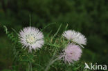 Galactites tomentosa