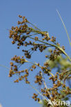 Great Sedge / Saw-sedge (Cladium mariscus)