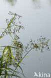 Great Sedge / Saw-sedge (Cladium mariscus)