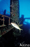 Yellowtail snapper (Ocyurus chrysurus)