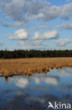 Geeneindsche heide