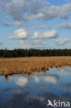 Geeneindsche heide