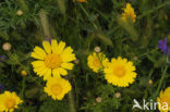 Gekroonde Ganzenbloem (Glebionis coronaria)