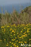 Glebionis coronaria