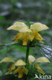 Gele dovenetel (Lamiastrum galeobdolon)