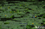 Gele plomp (Nuphar lutea)