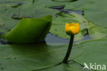 Gele plomp (Nuphar lutea)