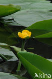 Gele plomp (Nuphar lutea)