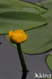 Gele plomp (Nuphar lutea)