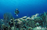 Yellow goatfish (Mulloidichthys martinicus)