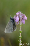 Alcon Blue (Maculinea alcon)