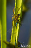 Raft spider (Dolomedes fimbriatus)