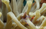 Spotted cleaning shrimp (Periclimenes yucatanicus)