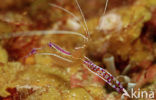 Spotted cleaning shrimp (Periclimenes yucatanicus)