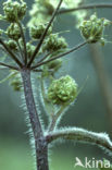 Hogweed (Heracleum sphondylium)
