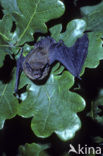 Gewone dwergvleermuis (Pipistrellus pipistrellus)