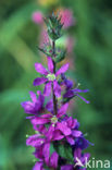 Gewone kattenstaart (Lythrum salicaria)