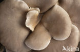 Gewone oesterzwam (Pleurotus ostreatus)