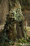 Dust lichen (Lepraria incana)