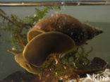 Gewone Poelslak (Lymnaea stagnalis)