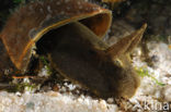 Gewone Poelslak (Lymnaea stagnalis)