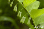 Solomon’s seal (Polygonatum multiflorum)