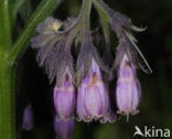 Common Comfrey (Symphytum officinale)