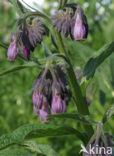 Common Comfrey (Symphytum officinale)