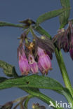 Common Comfrey (Symphytum officinale)