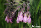 Common Comfrey (Symphytum officinale)