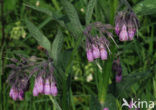 Common Comfrey (Symphytum officinale)