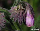 Common Comfrey (Symphytum officinale)