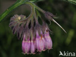 Common Comfrey (Symphytum officinale)