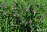 Common Comfrey (Symphytum officinale)