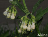 Common Comfrey (Symphytum officinale)