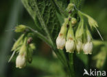 Common Comfrey (Symphytum officinale)