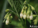 Common Comfrey (Symphytum officinale)