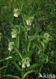 Gewone smeerwortel (Symphytum officinale)