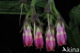 Gewone smeerwortel (Symphytum officinale)