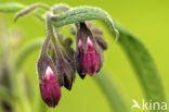 Gewone smeerwortel (Symphytum officinale)