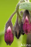 Common Comfrey (Symphytum officinale)