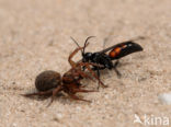 Anoplius viaticus